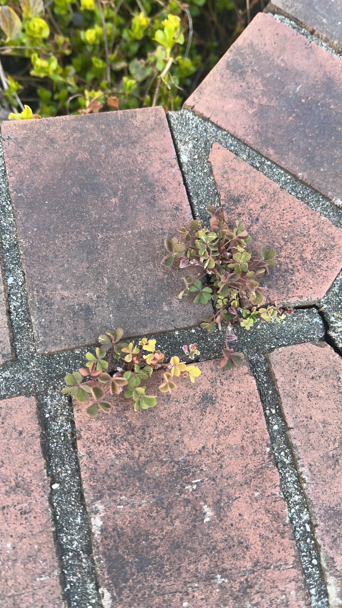 Creeping Woodsorrel (Oxalis corniculata)