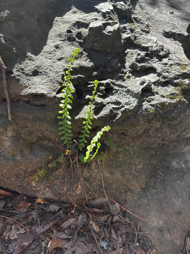 Ebony Spleenwort (Asplenium platyneuron)