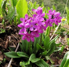 Primula nivalis