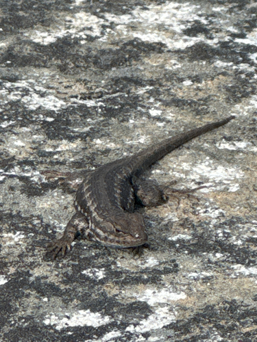 iNaturalist observation photo of Common Sagebrush Lizard