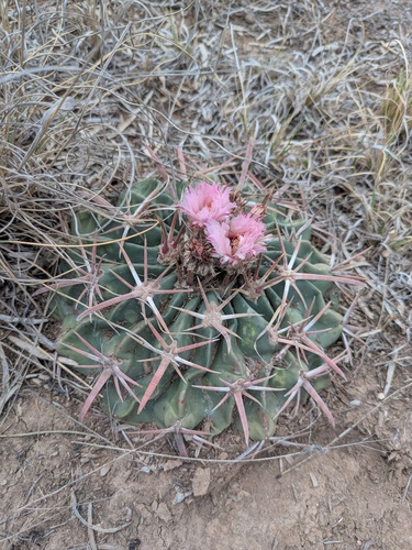 Horse Crippler Cactus (Homalocephala texensis)