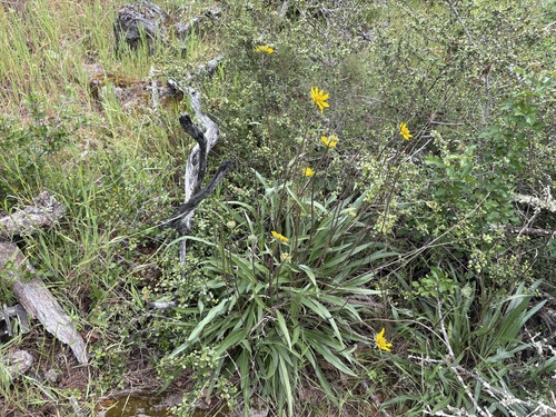 California Dwarf Sunflower (Helianthella californica)