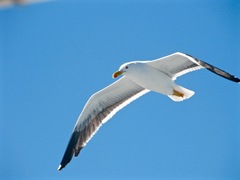 Larus livens