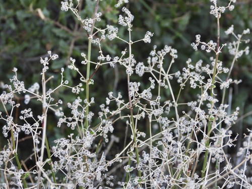 Narrow-leaved Bedstraw (Galium angustifolium)