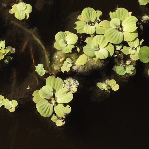 Water Lettuce (Pistia stratiotes)