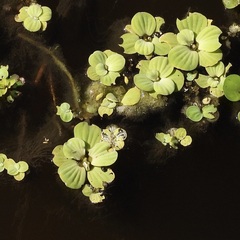 Pistie Flottante (Pistia stratiotes)