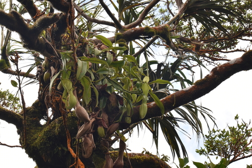 Pitcher plant (Nepenthes graciliflora)