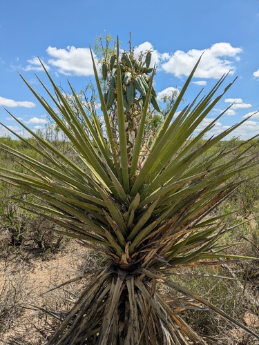 Torrey's Yucca (Yucca torreyi)