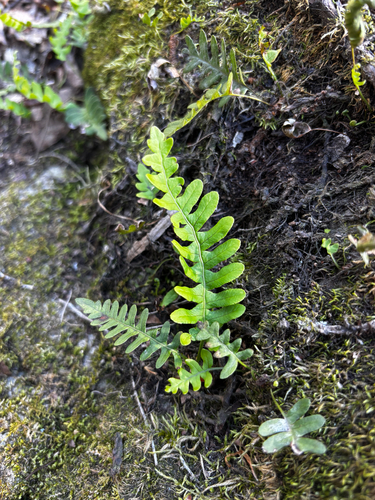 rock polypody (Polypodium virginianum)