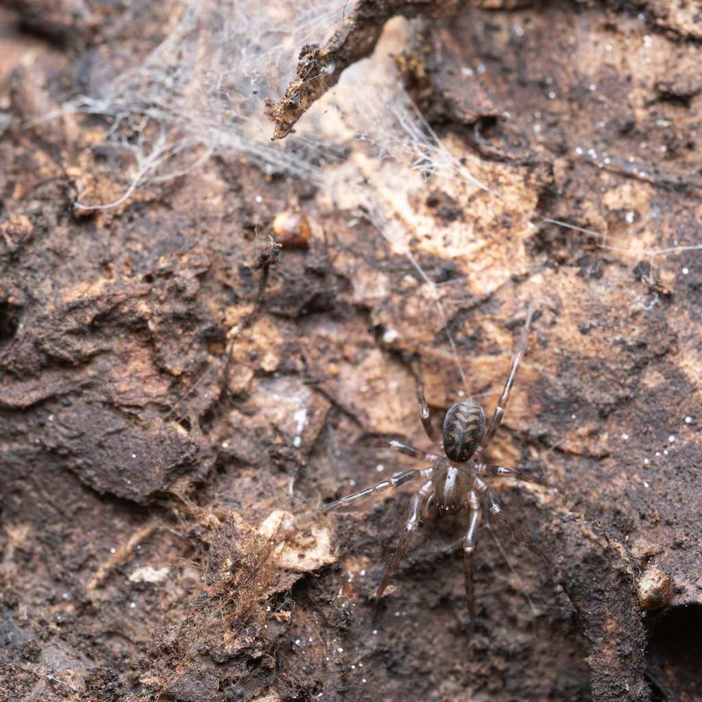 Cybaeus orarius
