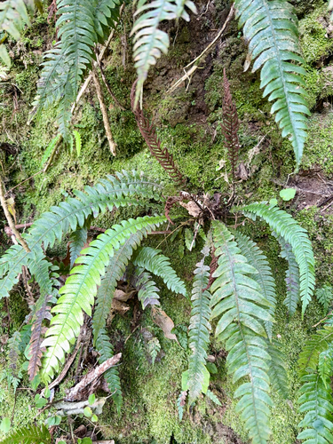 Rereti (Blechnum chambersii)