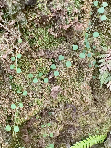 New Zealand Chickweed (Stellaria parviflora)