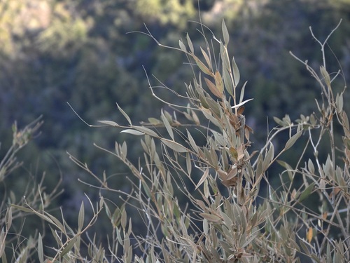 Bush Poppy (Dendromecon rigida)