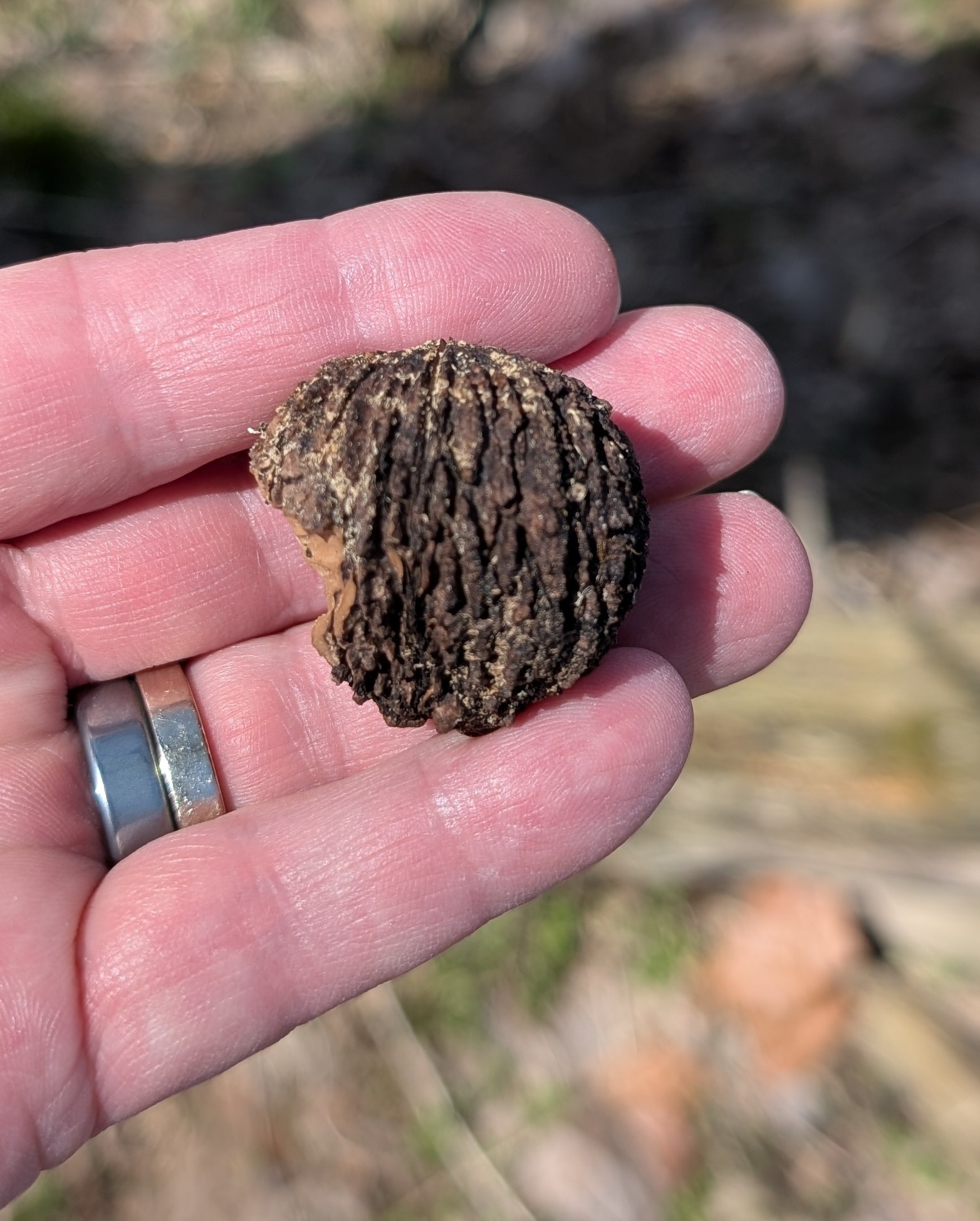 Eastern Black Walnut (Juglans nigra)