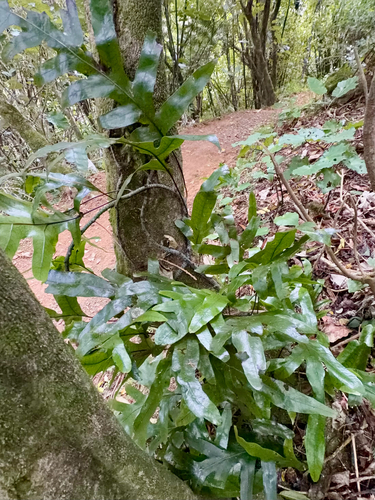 Kangaroo Fern (Microsorum pustulatum)