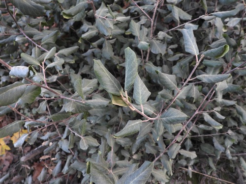 coffeeberry (Frangula californica)