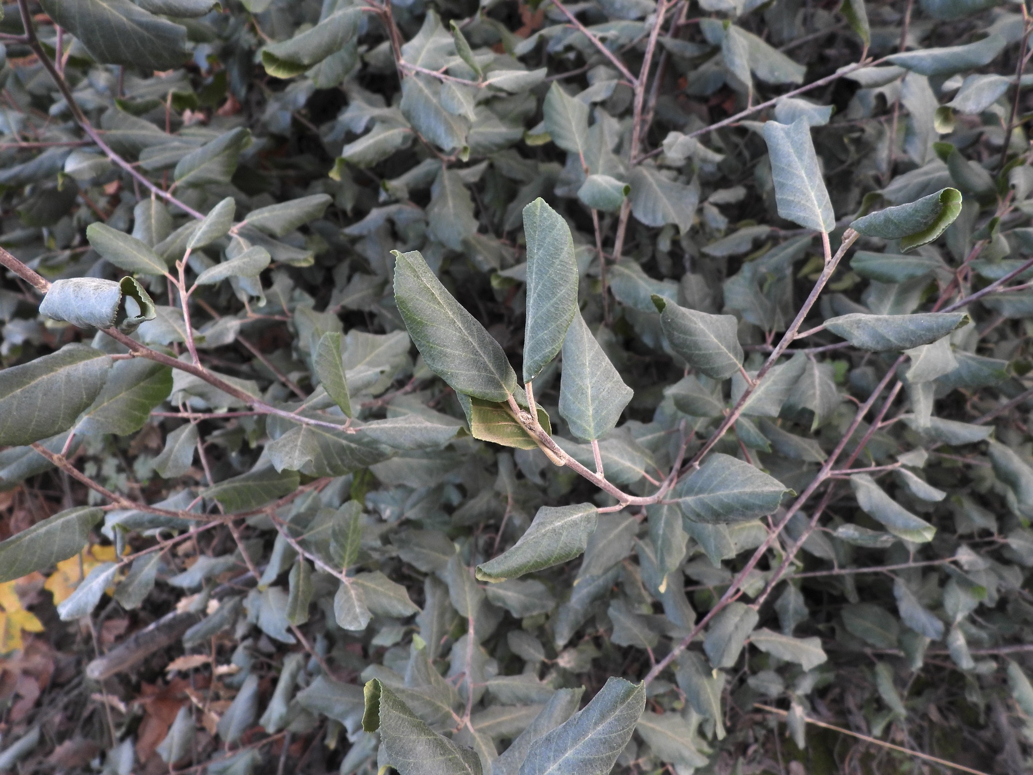 Coffeeberry (Frangula californica)
