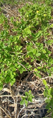 bower spinach (Tetragonia implexicoma)