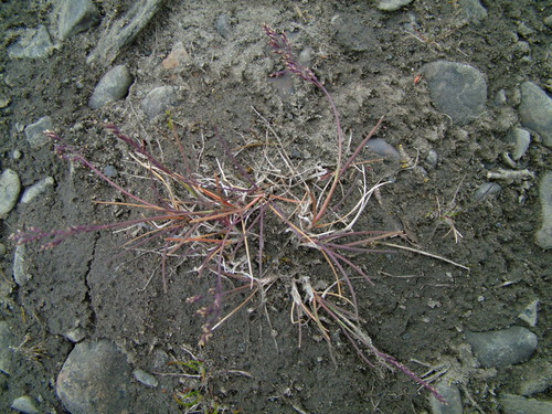 Puccinellia bruggemannii