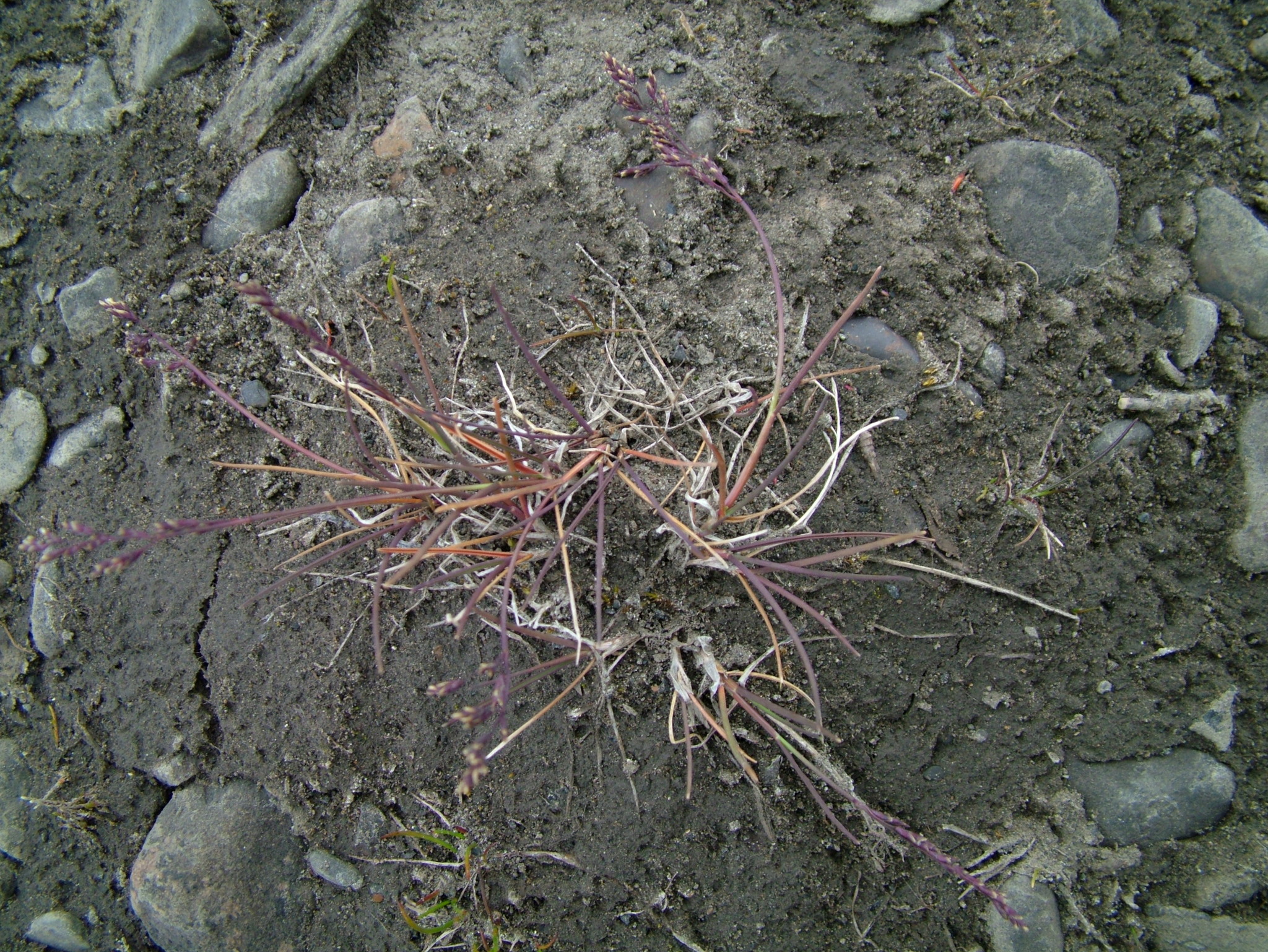 Puccinellia bruggemannii