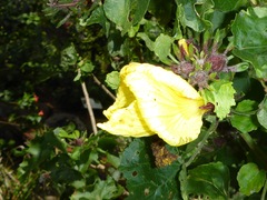Hibiscus brackenridgei