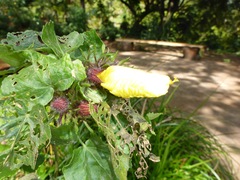Hibiscus brackenridgei