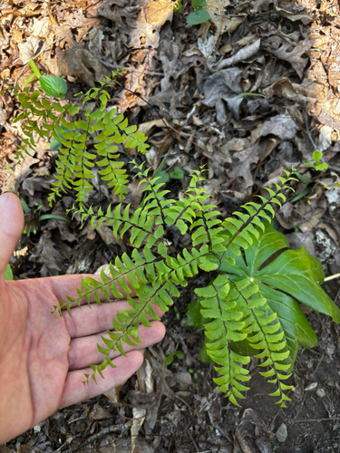 Northern Maidenhair (Adiantum pedatum)