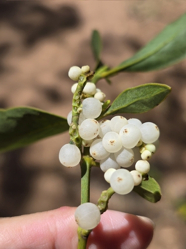 Phoradendron hexastichum