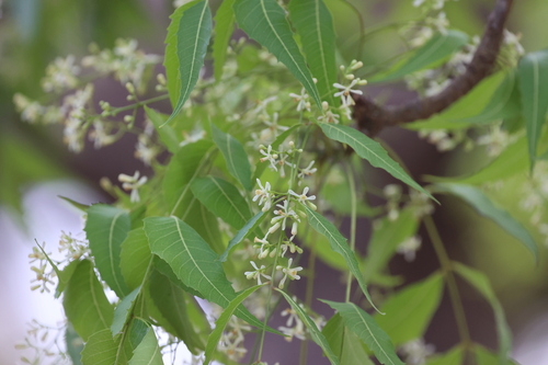 Neem (Azadirachta indica)