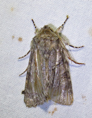 Achatia distincta