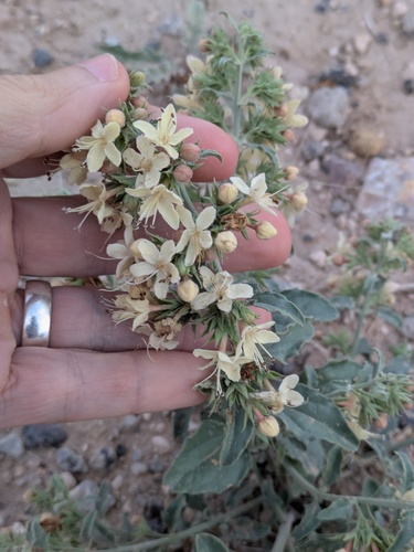 Coulter's Wrinklefruit (Tetraclea coulteri)