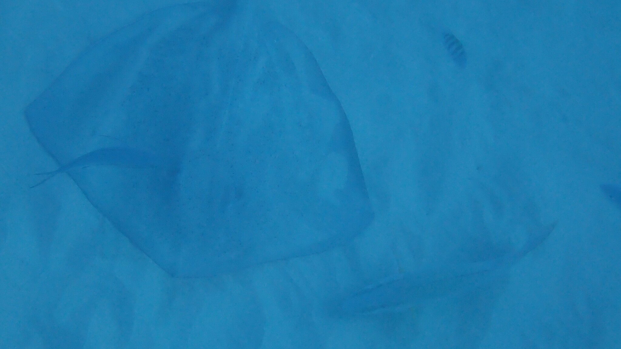 Lutz's Stingray photo 8