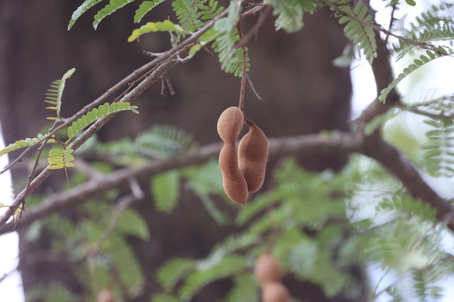 Tamarind (Tamarindus indica)