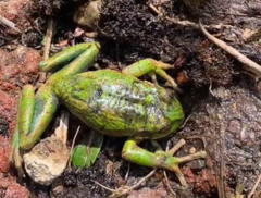 Gastrotheca pseustes