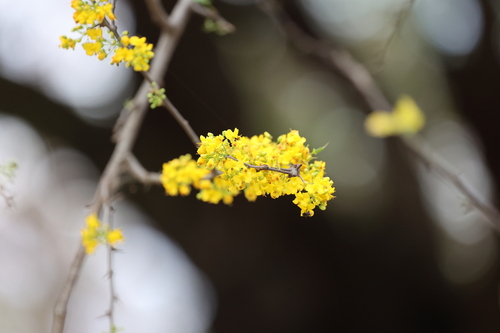 Mexican logwood (Haematoxylum brasiletto)