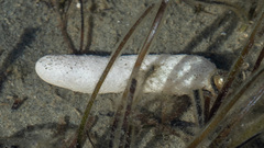 Eudistoma elongatum