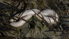 Eudistoma elongatum