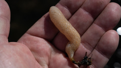 Eudistoma elongatum