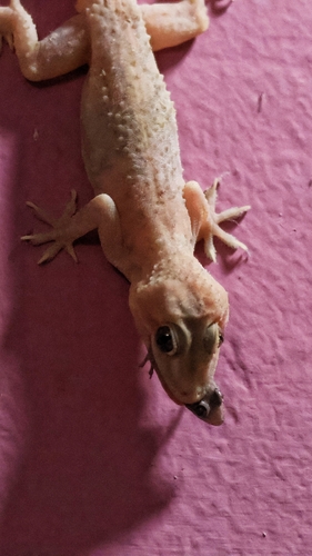 Spotted House Gecko, 2-11, Moodbidri, Karnataka 574227, India, photo 9 of 10