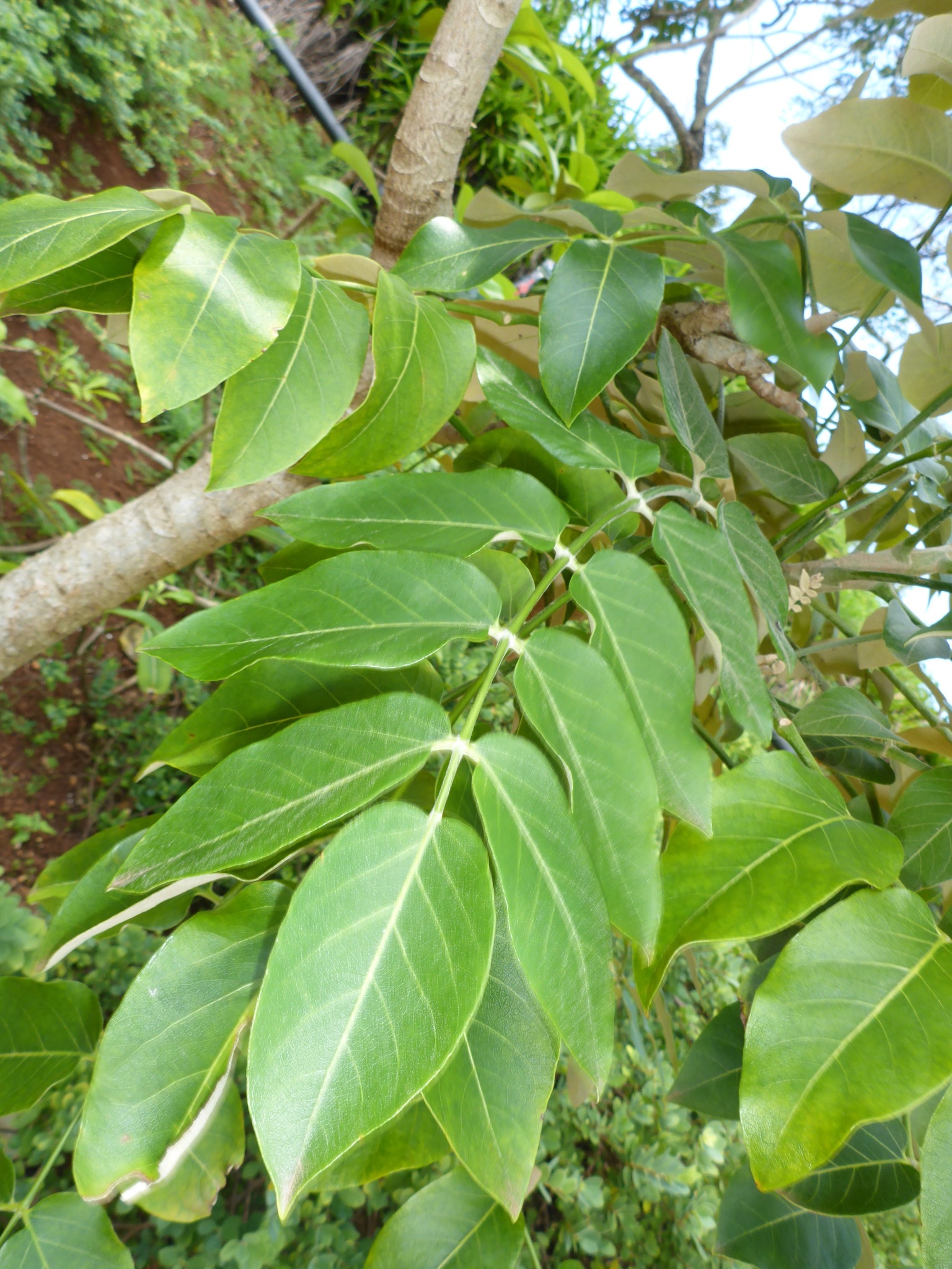 Polyscias