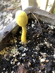 Leucocoprinus birnbaumii image