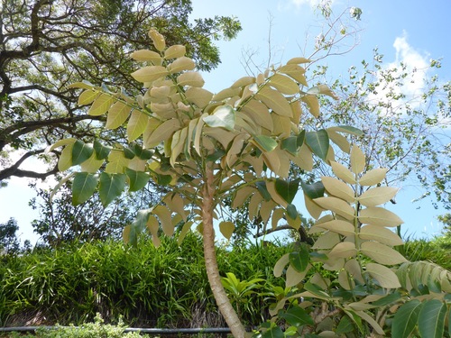 Polyscias lallanii