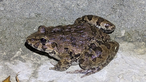 Fejervarya cancrivora