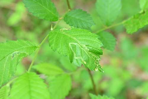Elm Agromyzid Leafminer photo 5