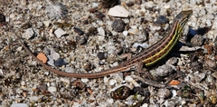 Psammodromus occidentalis