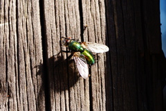 Gymnocheta viridis