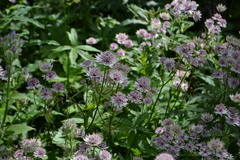 Astrantia major