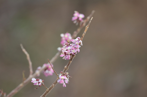 Quickstick (Gliricidia sepium)