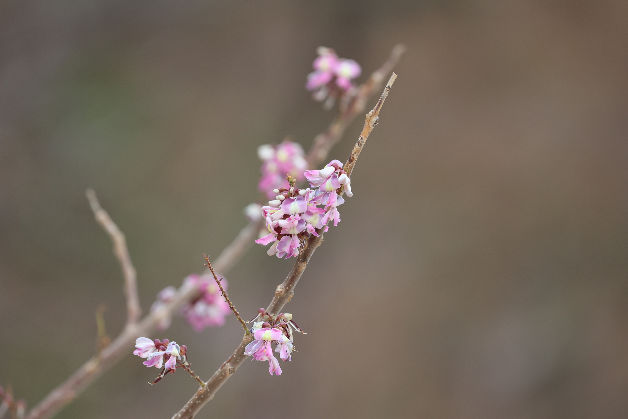 Quickstick (Gliricidia sepium)