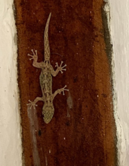 Phyllodactylus reissii